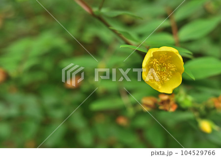 キンシバイもそろそろ終わりかな 104529766