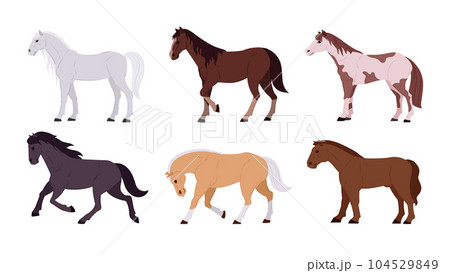 Domestic horses. Cartoon thoroughbred graceful farm or ranch animals flat vector illustration set. Horses collection Domestic horses. Cartoon thoroughbred graceful farm or ranch animals flat vector illustration set. Horses collection 104529849