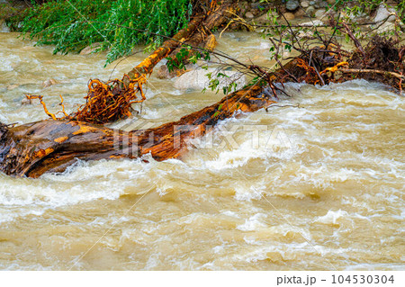 【自然災害】濁流・大雨の後の川【長野県】 104530304