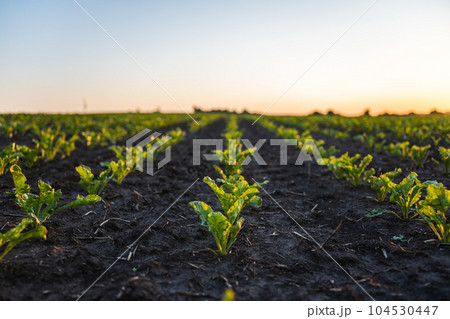 Young sugar beat root sprouts planted in neat rows. Green young beatroot plants growing in a soil on agricultural field. Sugar beat seedling. Agriculture. 104530447
