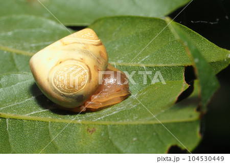 オオトリノフンダマシ（メス） 104530449