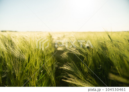 Green and young barley field during sunset. Ripening ears of barley field. Green barley field is blooming in the rural fields. Green and young barley field during sunset. Ripening ears of barley field. Green barley field is blooming in the rural fields. 104530461
