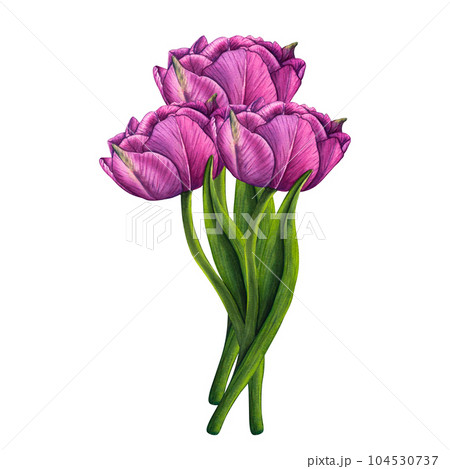 Hand drawn watercolor bouquet flowers tulips, pink peony on white background. Spring floral botanical illustration isolated for wedding invitation, birthday and mothers day cards Hand drawn watercolor bouquet flowers tulips, pink peony on white background. Spring floral botanical illustration isolated for wedding invitation, birthday and mothers day cards 104530737