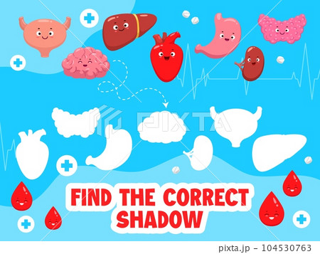 Find the correct shadow of cartoon body organ characters. Shadow match puzzle, similarity search game vector worksheet with uterus, brain, liver, heart and stomach, kidney, thyroid cute personages Find the correct shadow of cartoon body organ characters. Shadow match puzzle, similarity search game vector worksheet with uterus, brain, liver, heart and stomach, kidney, thyroid cute personages 104530763
