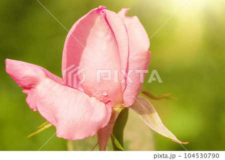 Pink tea rose on a green background. Flower with a drop of water macro photo. Pink tea rose on a green background. Flower with a drop of water macro photo. 104530790