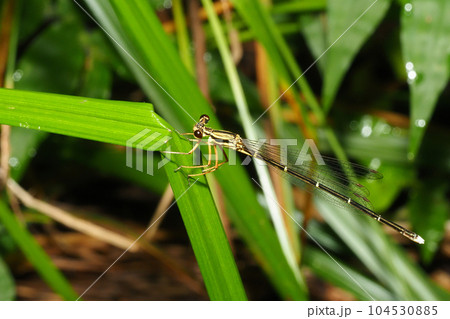 モノサシトンボ 104530885