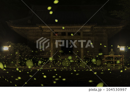 静岡県御殿場の姫蛍 104530997