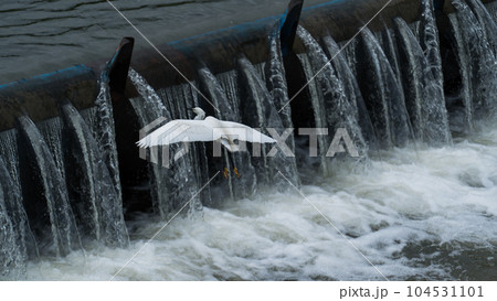 飛ぶシラサギ 104531101