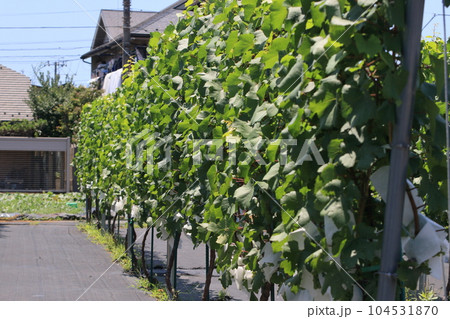 ワイン用のブドウ栽培 白ワイン用のブドウ 垣根仕立てのブドウ畑 ワイン用のブドウ栽培 白ワイン用のブドウ 垣根仕立てのブドウ畑 104531870