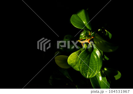 Beautiful background with a homemade green plant on a black background. Desktop screensaver. Isolated houseplant on a black background. Space to be copied. 104531967