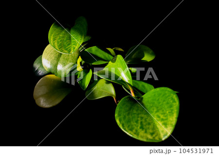 Green plant on a black background. Green plant on a black background. 104531971