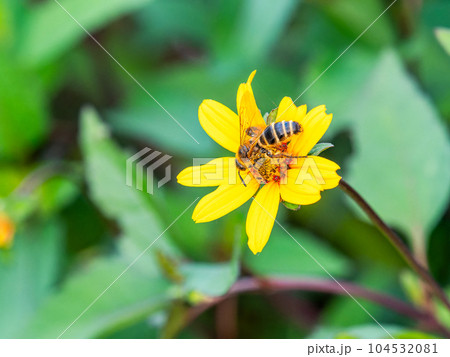 初夏の美しい景色　満開の花の蜜を集めるミツバチ 104532081