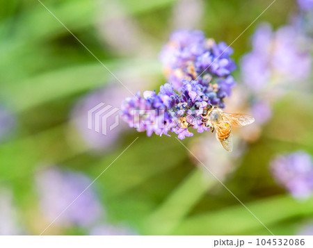 満開のラベンダーの蜜を集めるかわいいミツバチ 104532086