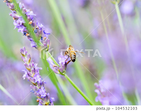 満開のラベンダーの蜜を集めるかわいいミツバチ 104532103
