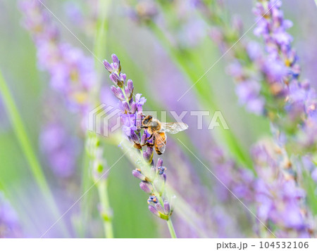 満開のラベンダーの蜜を集めるかわいいミツバチ 104532106