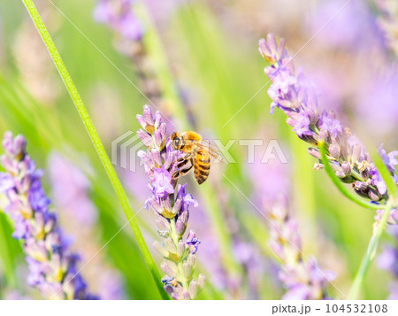 満開のラベンダーの蜜を集めるかわいいミツバチ 満開のラベンダーの蜜を集めるかわいいミツバチ 104532108
