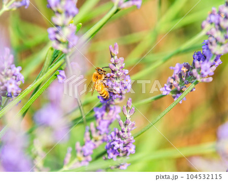 満開のラベンダーの蜜を集めるかわいいミツバチ 104532115