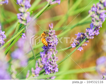満開のラベンダーの蜜を集めるかわいいミツバチ 104532116