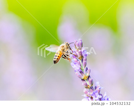 満開のラベンダーの蜜を集めるかわいいミツバチ 104532132