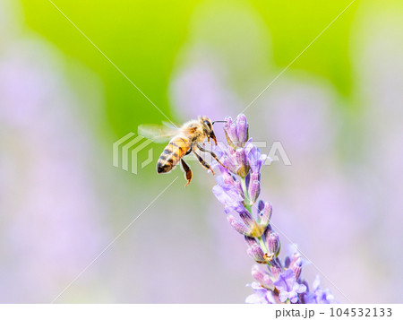 満開のラベンダーの蜜を集めるかわいいミツバチ 104532133