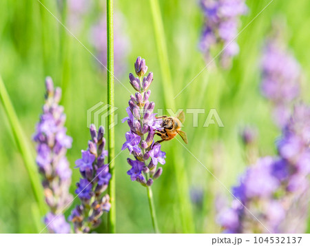 満開のラベンダーの蜜を集めるかわいいミツバチ 104532137