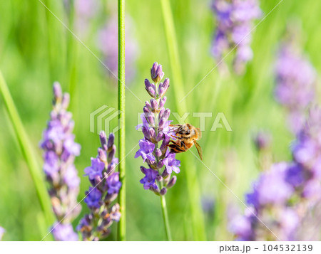 満開のラベンダーの蜜を集めるかわいいミツバチ 104532139