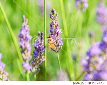 満開のラベンダーの蜜を集めるかわいいミツバチ 104532147