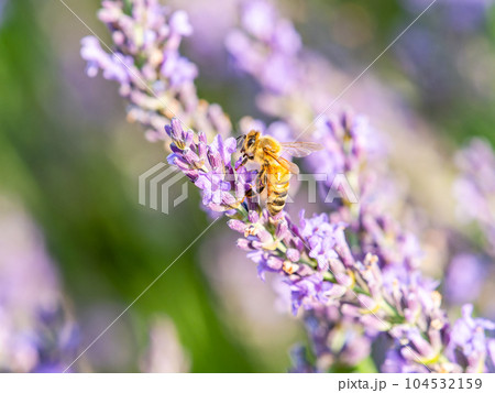 満開のラベンダーの蜜を集めるかわいいミツバチ 104532159