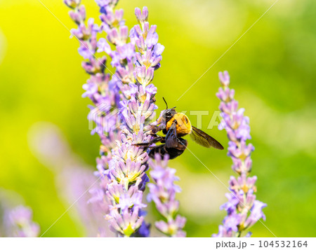 満開のラベンダーの蜜を集める大きなクマバチ 104532164