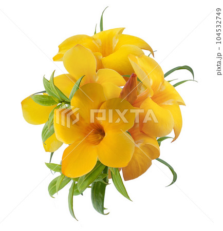 Allamanda flower isolated on white background 104532749