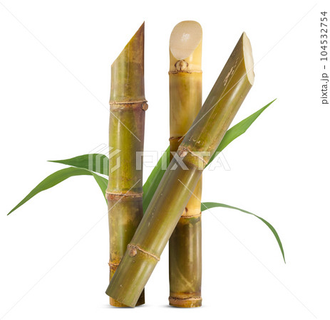 Sugar cane isolated on white background Sugar cane isolated on white background 104532754