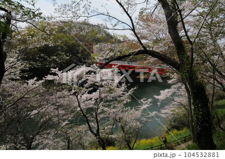 桜淵公園の桜(愛知県新城市) 桜淵公園の桜(愛知県新城市) 104532881