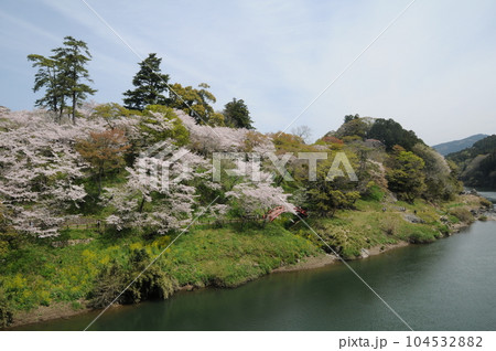 桜淵公園の桜(愛知県新城市) 桜淵公園の桜(愛知県新城市) 104532882