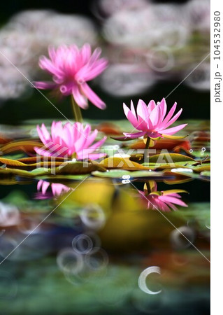 魅惑の水生植物　リング状の輝き 104532980