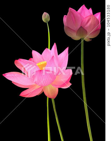 蓮の花_切抜き01 蓮の花_切抜き01 104533180