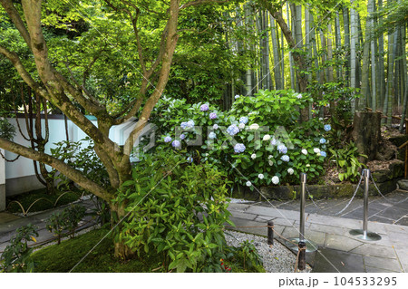 報国寺(鎌倉市)境内の紫陽花 報国寺(鎌倉市)境内の紫陽花 104533295
