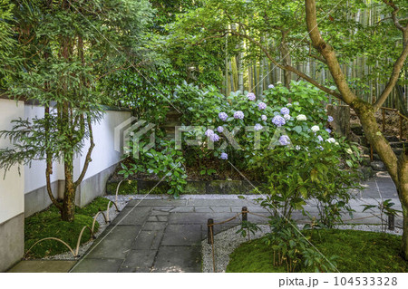 報国寺(鎌倉市)境内に咲く紫陽花 報国寺(鎌倉市)境内に咲く紫陽花 104533328