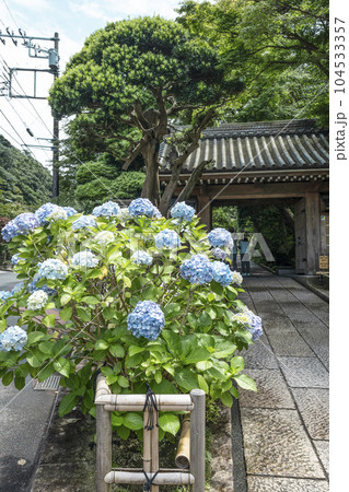 報国寺(鎌倉市)山門前に咲く紫陽花 報国寺(鎌倉市)山門前に咲く紫陽花 104533357