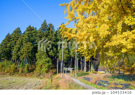 晩秋の南魚沼 鎮守の森風景 秋景色 新潟県南魚沼市 晩秋の南魚沼 鎮守の森風景 秋景色 新潟県南魚沼市 104533416