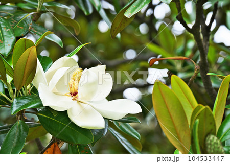 白いタイサンボクの花（初夏、六月） 104533447