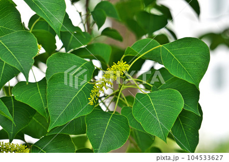 黄色いナンキンハゼの花（夏、六月） 104533627