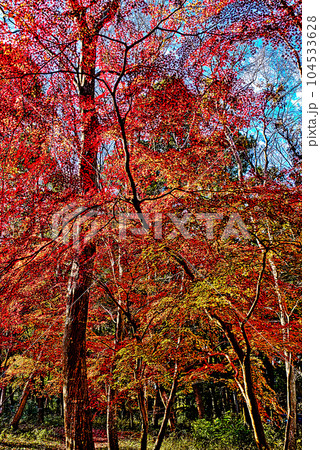 紅葉林の紅葉 104533628