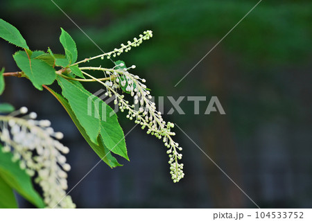白いリョウブの花(夏、六月) 白いリョウブの花(夏、六月) 104533752