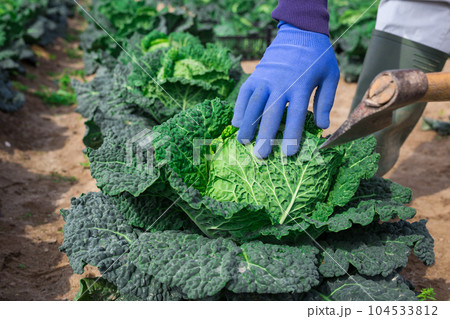 Worker hands cutting savoy cabbage with ax in farm field 104533812