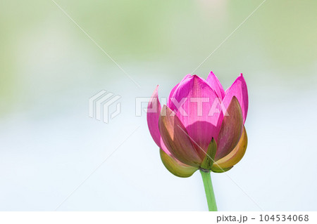 初夏の早朝を彩る清らかなハスの花たち 初夏の早朝を彩る清らかなハスの花たち 104534068