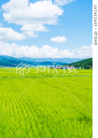 夏の田園風景(8月) 夏の田園風景(8月) 104534197