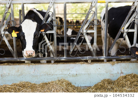 Cows eating in cowshed at dairy farm Cows eating in cowshed at dairy farm 104534332