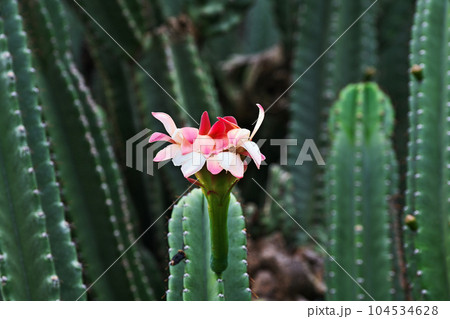 柱サボテンの赤い花（夏、六月）の写真素材 [104534628] - PIXTA