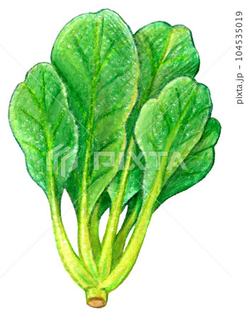 4,400+ Spinach Drawing Stock Photos, Pictures & Royalty-Free Images - iStock