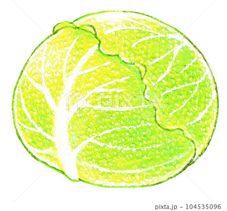 丸ごとキャベツの色鉛筆画ワンポイント 丸ごとキャベツの色鉛筆画ワンポイント 104535096